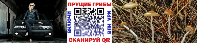 Купить где  Красноармейск  Галлюциногенные грибы Magic Shrooms 